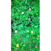 Коврик Трава с мелкими цветами